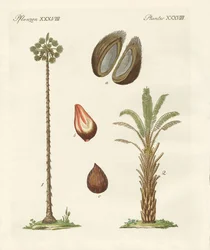 Types de palmiers