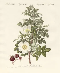 Types de roses