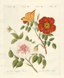 Différentes sortes de roses