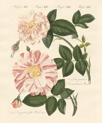 Types de roses