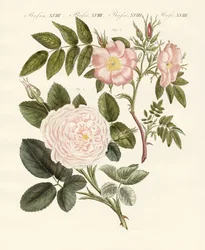 Types de roses