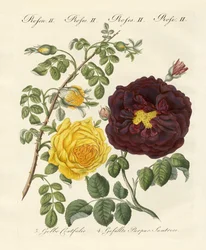 Sortes de roses