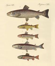 Types de truites