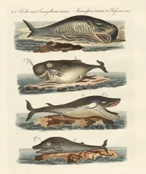 Types de baleines