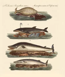 Types de baleines