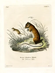 Souris Sautante du Labrador