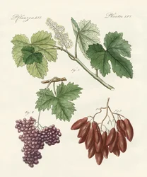 Raisins grands et petits