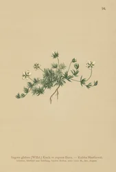 Sagine glabre (Sagina glabra, Sagina repens)