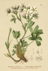 Potentille lâche (Potentilla caulescens)