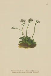 Véronique sans feuilles (Veronica aphylla)