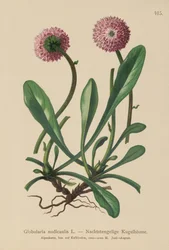 Globulaire à tige nue (Globularia nudicaulis)