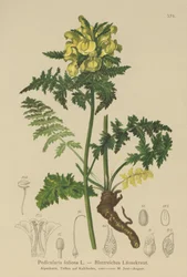 Pédiculaire feuillue