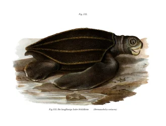Tortue luth