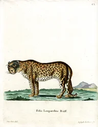 Léopard