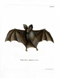 Petite chauve-souris vampire fausse