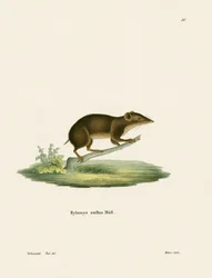 Gymnure mineur