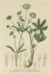 Petite Astrance (Astrantia minor)