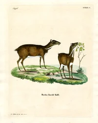 Petit chevrotain