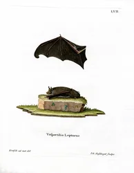 Chauve-souris à ailes en sac