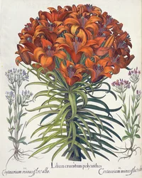 Lys et centaurée, du Hortus Eystettensis par Basil Besler