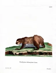 Paresseux à deux doigts de Linnaeus