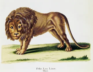 Lion (Felis leo), de Mammifères illustrés de la Nature avec descriptions, par Johann Christian Daniel von Schreber (1739-1810), gravure par H I Tisroff, volume 3, table 97-A, Allemagne