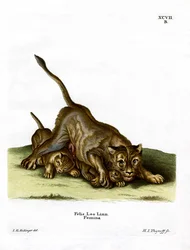 Lionne