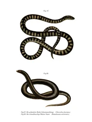 Petit serpent lime