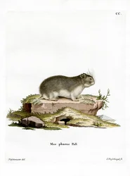 Petit hamster gris