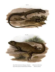 Lézard