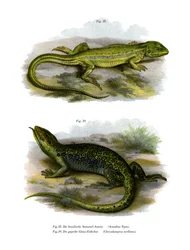 Lézard