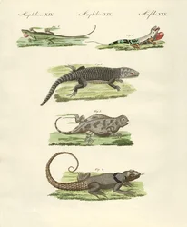 Lézards