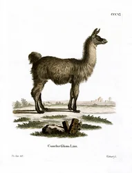Lama