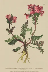 Pédiculaire à long nez