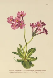 Primevère à longues fleurs