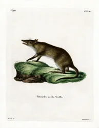 Bandicoot à long nez