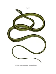 Serpent arboricole à long nez