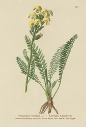 Pédiculaire jaune à long bec