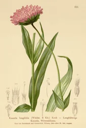 Knautie à longues feuilles (Knautia longifolia)