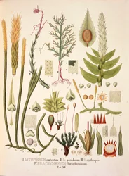 Lycopodium et Brachymenium, table XX de 