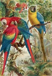 Aras, planche de Brehms Tierleben: Allgemeine Kunde des Tierreichs, vol.5, p.60, publié par Bibliographisches Institut, 1892