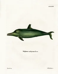 Dauphin malais