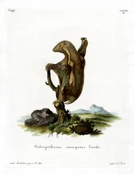 Lémur Volant Malais