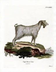 Chèvre Mamber