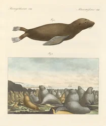 Mammifères