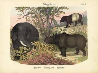 Mammifères, vers 1860