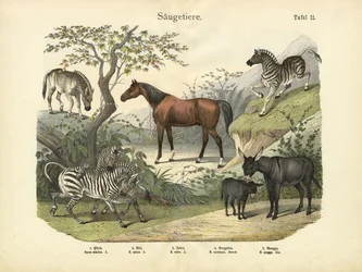 Mammifères, vers 1860