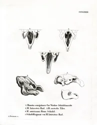 Crânes de lamantin