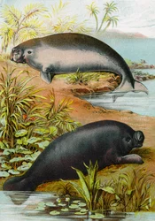 Lamantin et Dugong, vers 1880