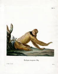 Paresseux à crinière